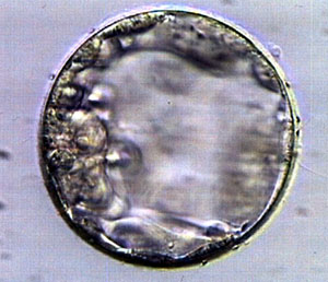 Embrio : 5 hari
